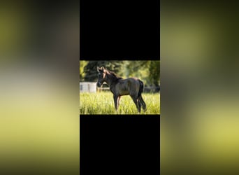 Deutsches Reitpony, Hengst, , Grullo