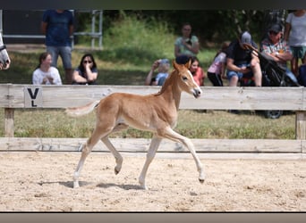 Deutsches Reitpony, Hengst, Fohlen (06/2025), Kann Schimmel werden