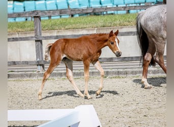 Deutsches Reitpony, Hengst, , Kann Schimmel werden
