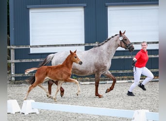 Deutsches Reitpony, Hengst, , Kann Schimmel werden