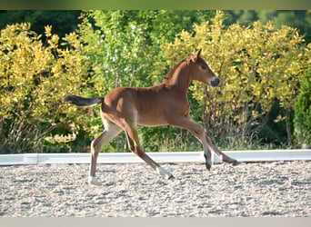 Deutsches Reitpony, Hengst, , Kann Schimmel werden