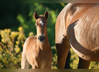 Deutsches Reitpony, Hengst, , Kann Schimmel werden