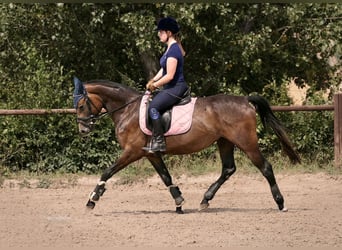 Deutsches Reitpony, Hengst, Fohlen (03/2023), Kann Schimmel werden
