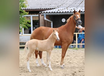 Deutsches Reitpony, Hengst, Fohlen (05/2026), Palomino