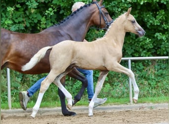 Deutsches Reitpony, Hengst, Fohlen (05/2024), Palomino