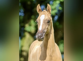 Deutsches Reitpony, Hengst, Fohlen (05/2024), Palomino