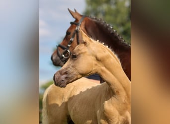 Deutsches Reitpony, Hengst, Fohlen (05/2024), Palomino