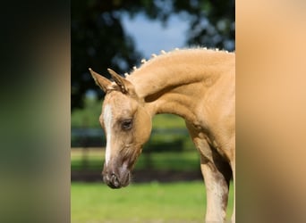 Deutsches Reitpony, Hengst, Fohlen (05/2024), Palomino