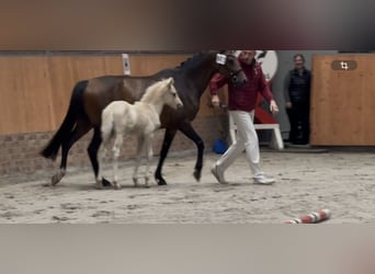 Deutsches Reitpony, Hengst, Fohlen (05/2026), Palomino