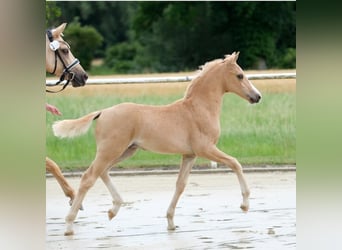 Deutsches Reitpony, Hengst, , Palomino