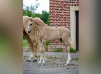 Deutsches Reitpony, Hengst, , Palomino