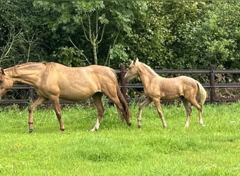Deutsches Reitpony, Hengst, Fohlen (05/2023), Palomino