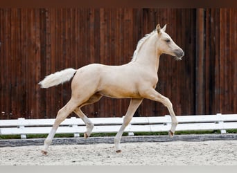 Deutsches Reitpony, Hengst, Fohlen (05/2025), Palomino