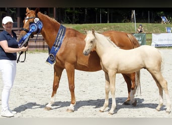 Deutsches Reitpony, Hengst, Fohlen (05/2025), Palomino