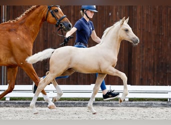 Deutsches Reitpony, Hengst, Fohlen (05/2025), Palomino