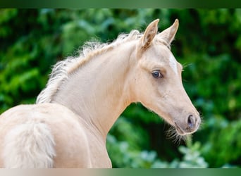 Deutsches Reitpony, Hengst, Fohlen (05/2025), Palomino