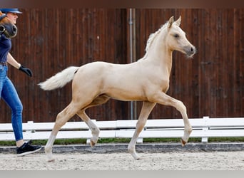 Deutsches Reitpony, Hengst, Fohlen (05/2025), Palomino
