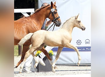 Deutsches Reitpony, Hengst, Fohlen (05/2025), Palomino