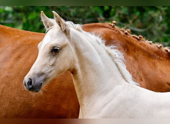Deutsches Reitpony, Hengst, Fohlen (05/2025), Palomino