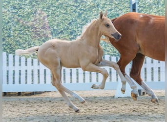 Deutsches Reitpony, Hengst, Fohlen (05/2026), Palomino