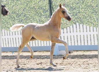 Deutsches Reitpony, Hengst, Fohlen (04/2026), Palomino