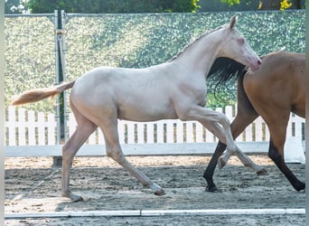 Deutsches Reitpony, Hengst, Fohlen (04/2025), Palomino