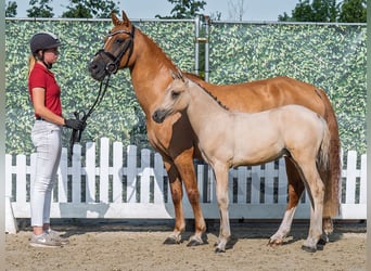 Deutsches Reitpony, Hengst, Fohlen (05/2025), Palomino