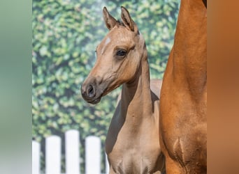 Deutsches Reitpony, Hengst, Fohlen (05/2025), Palomino