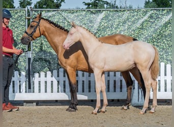 Deutsches Reitpony, Hengst, Fohlen (04/2025), Palomino
