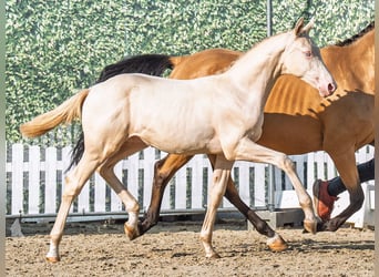 Deutsches Reitpony, Hengst, Fohlen (04/2025), Palomino
