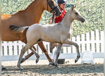 Deutsches Reitpony, Hengst, Fohlen (05/2025), Palomino