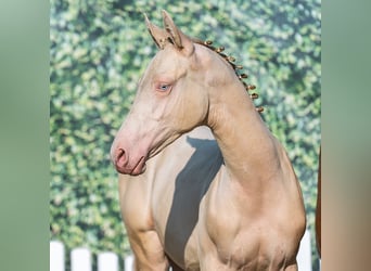 Deutsches Reitpony, Hengst, Fohlen (04/2025), Palomino