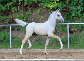 Deutsches Reitpony, Hengst, Fohlen (05/2024), Palomino