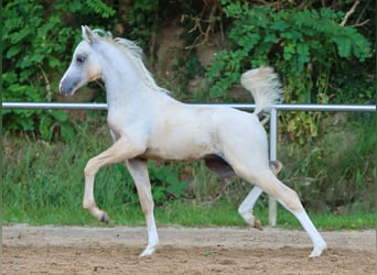 Deutsches Reitpony, Hengst, Fohlen (05/2024), Palomino