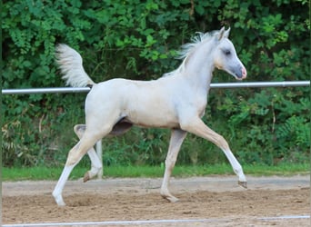 Deutsches Reitpony, Hengst, Fohlen (05/2024), Palomino