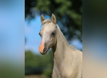 Deutsches Reitpony, Hengst, Fohlen (05/2024), Palomino