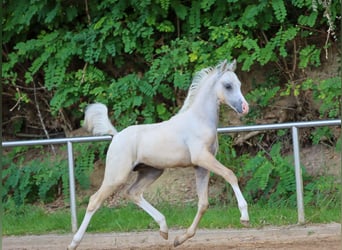 Deutsches Reitpony, Hengst, Fohlen (05/2024), Palomino