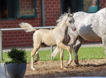 Deutsches Reitpony, Hengst, Fohlen (05/2024), Palomino