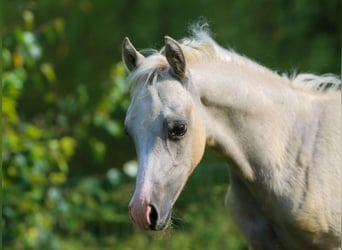 Deutsches Reitpony, Hengst, Fohlen (05/2024), Palomino