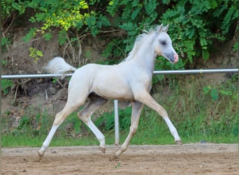 Deutsches Reitpony, Hengst, Fohlen (05/2024), Palomino