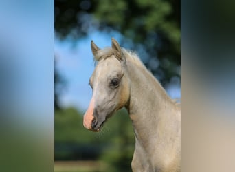 Deutsches Reitpony, Hengst, Fohlen (05/2024), Palomino