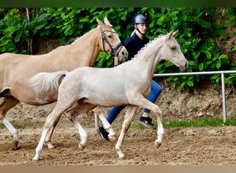 Deutsches Reitpony, Hengst, Fohlen (03/2026), Palomino