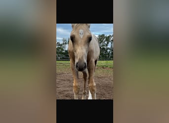 Deutsches Reitpony, Hengst, Fohlen (05/2026), Palomino