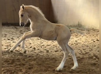 Deutsches Reitpony, Hengst, Fohlen (01/2026), Palomino