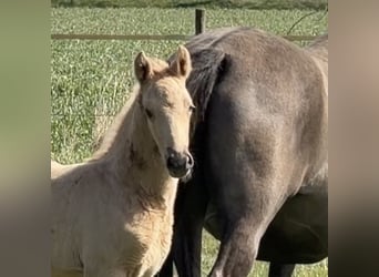 Deutsches Reitpony, Hengst, Fohlen (01/2026), Palomino