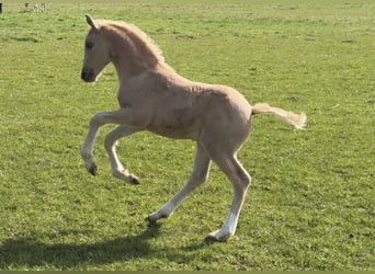Deutsches Reitpony, Hengst, Fohlen (03/2026), Palomino