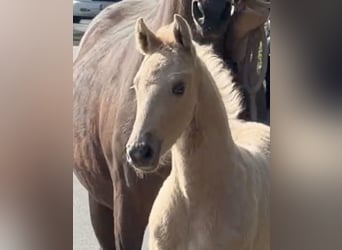 Deutsches Reitpony, Hengst, Fohlen (03/2026), Palomino