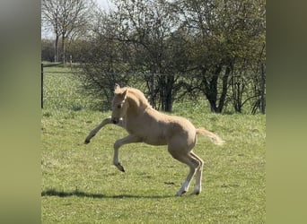 Deutsches Reitpony, Hengst, Fohlen (01/2026), Palomino