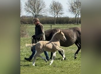 Deutsches Reitpony, Hengst, Fohlen (01/2026), Palomino