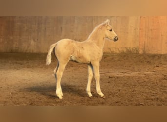 Deutsches Reitpony, Hengst, Fohlen (03/2026), Palomino